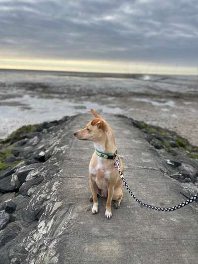 Die Dogorama Wochen Challenge: “Dein Hund im Urlaub”-Beitrag-Bild