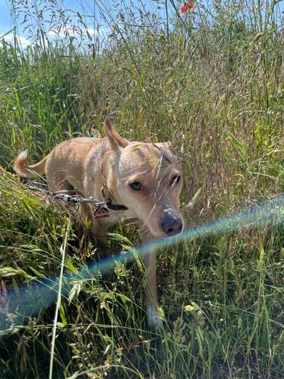 Die Dogorama Kalender Challenge Teil 3/4-Beitrag-Bild