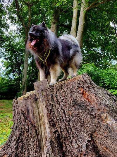 Hier dreht sich alles um den Wolfsspitz-Beitrag-Bild