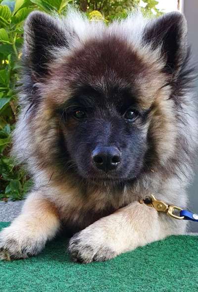 Dogorama Photo Challenge - Hundeblick zum hinschmelzen-Beitrag-Bild