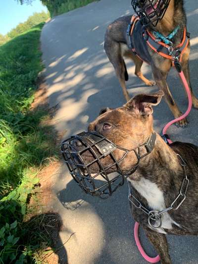 Hundetreffen-Gassi/Spielen mit Maulkorb-Bild