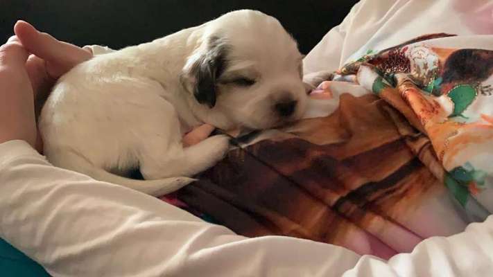 Welpen Bilder !-Beitrag-Bild