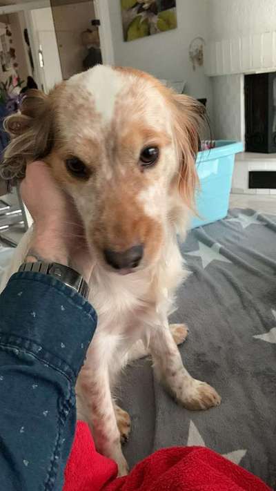 Welchen Hund hast du?-Beitrag-Bild