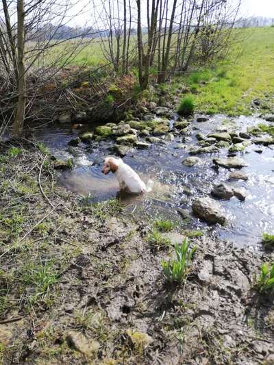 Fotochallenge No. 26                                     Wald und Wiese-Beitrag-Bild