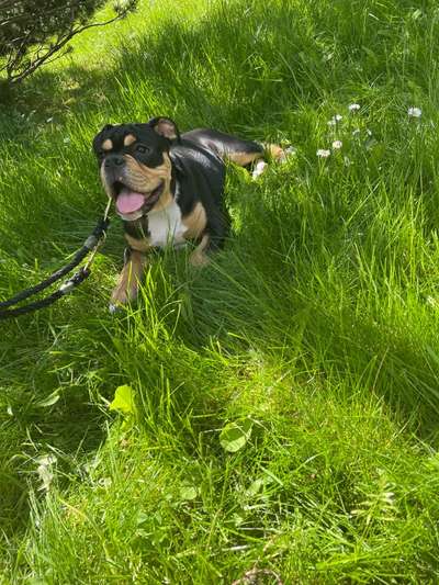 Die Dogorama Monats Challenge "Es grünt und blüht"-Beitrag-Bild