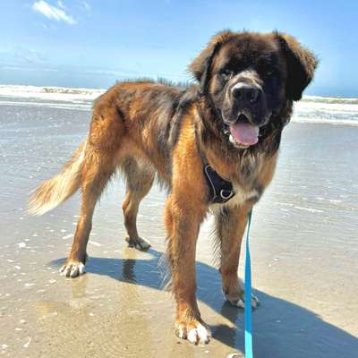 Hundetreffen-Gassi und Freispielpartner 🐾-Bild