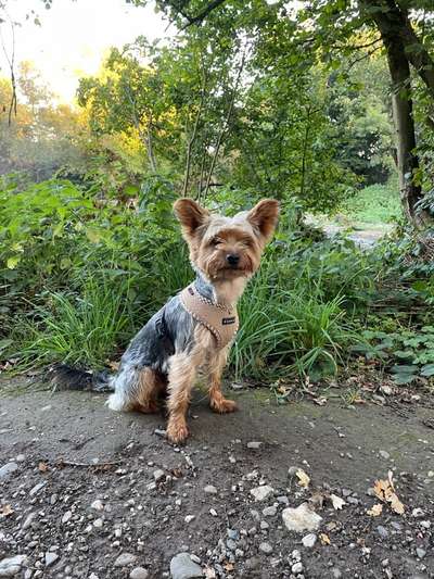 yorkshire Terrier austausch-Beitrag-Bild