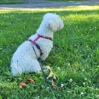 Hundetreffen-Gassirunde in Wiesloch