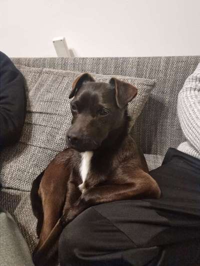 TierschutzhundeStammtisch🐕-Beitrag-Bild