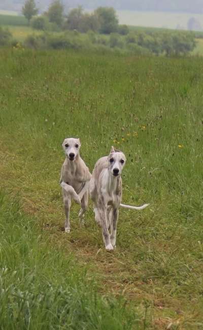 Hundetreffen-Welpen/ junghunde  Treffen-Bild