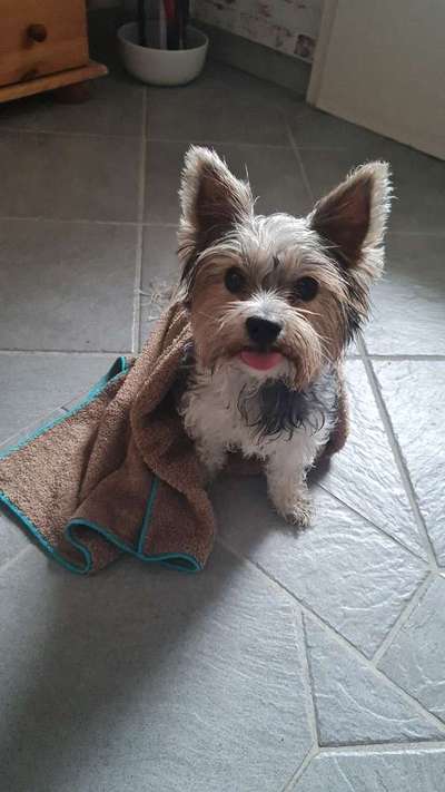 Die Dogorama Kalender Challenge Titelbild-Beitrag-Bild