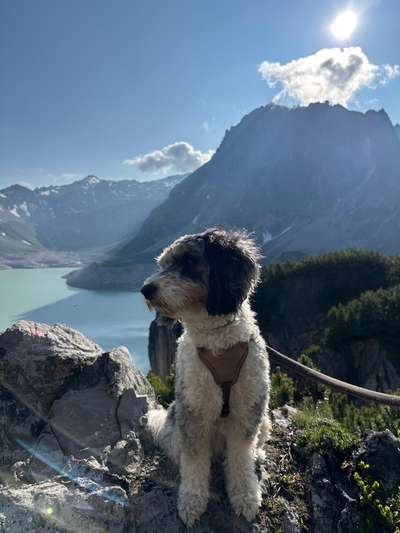 Hundetreffen-Spiel-Kumpel/ine gesucht-Bild