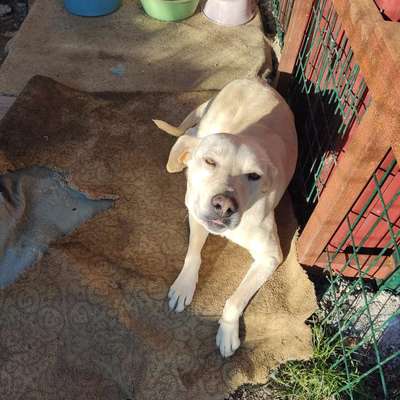 Tierschutzhunde suchen ein Zuhause-Beitrag-Bild