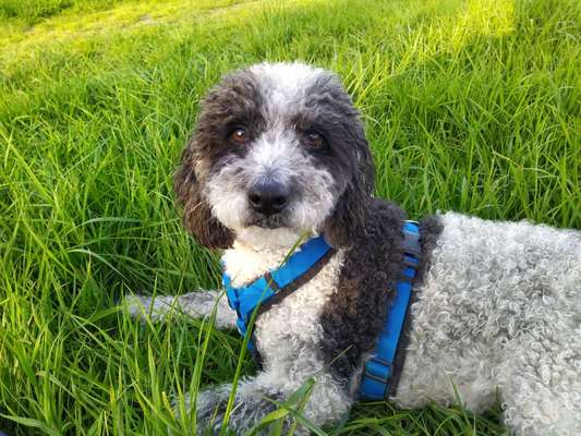 Perro de Aqua Espaniol-Beitrag-Bild