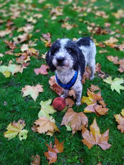 Hund aus dem Spanischen Tierschutz-Beitrag-Bild