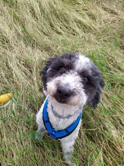 Hund aus dem Spanischen Tierschutz-Beitrag-Bild