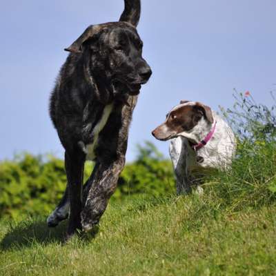 Hundetreffen-Gassi-Runde am Neckar oder im Waldpark-Bild