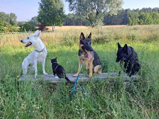 Hundetreffen-Ludwigsfelde-Bild