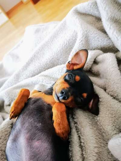 Hundetreffen-Welpentreff Hofen für Mini Hunde bis 5kg-Bild