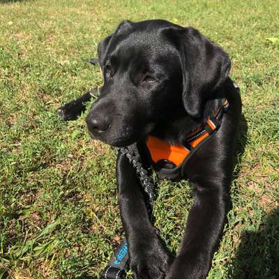 Hundetreffen-Suche Spielpartner-Bild