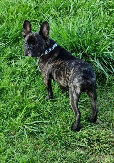 Französische Bulldoggen-Beitrag-Bild