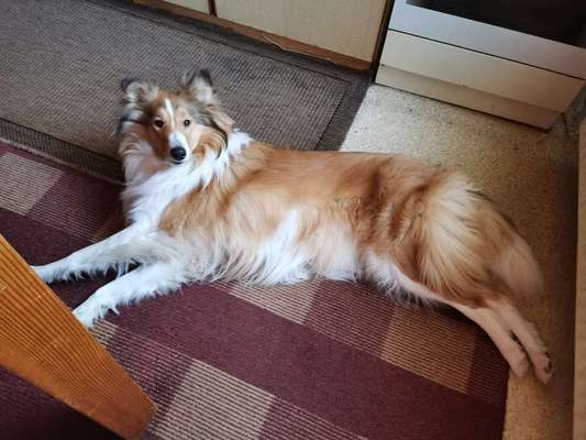 Langhaar Collies-Beitrag-Bild