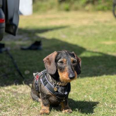 Hundetreffen-Spiel- oder Gassirunde für Dackel-Bild