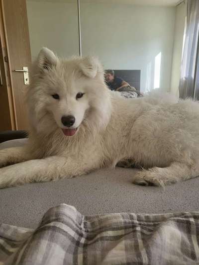 Samojede-Beitrag-Bild