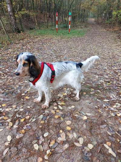 Pubertiere-Beitrag-Bild