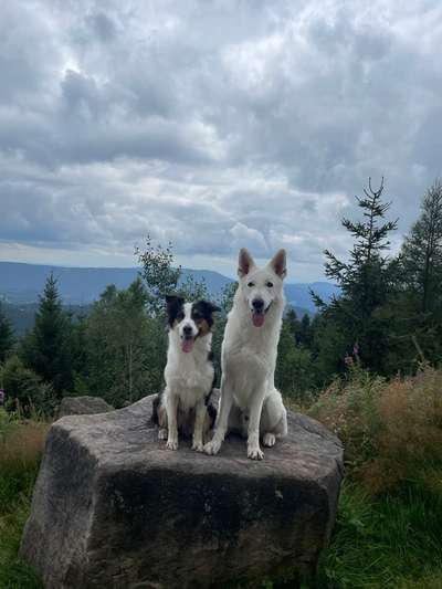 Hundetreffen-Sozial Work / Gassirunde-Bild