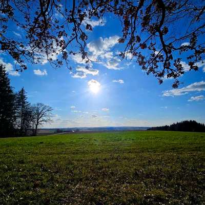 Hundetreffen-Waldspaziergang-Bild