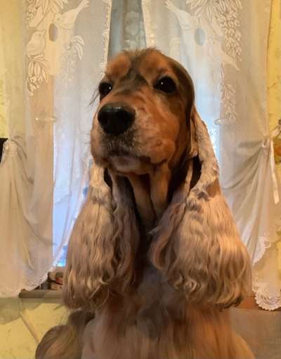 Cocker Spaniel-Beitrag-Bild