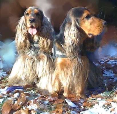 Cocker Spaniel-Beitrag-Bild