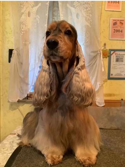 Cocker Spaniel-Beitrag-Bild