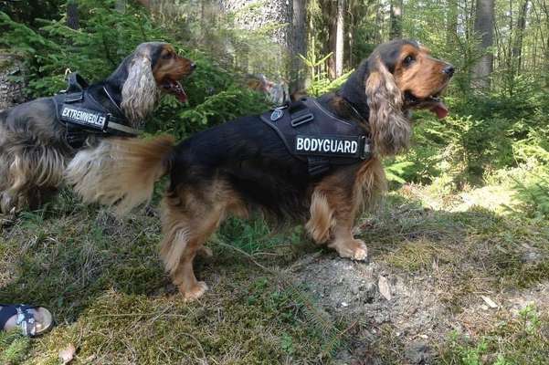 Cocker Spaniel-Beitrag-Bild