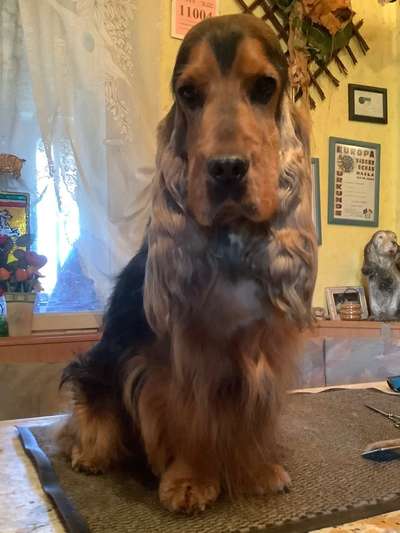 Cocker Spaniel-Beitrag-Bild