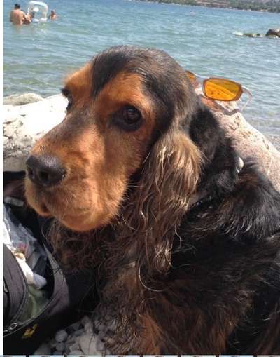 Cocker Spaniel-Beitrag-Bild