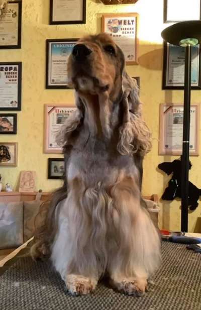 Cocker Spaniel-Beitrag-Bild