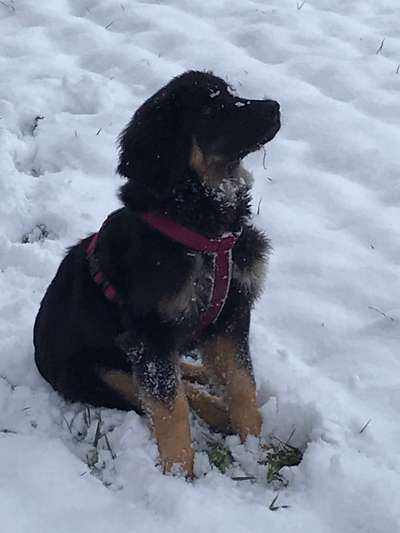 Hovawart-Beitrag-Bild