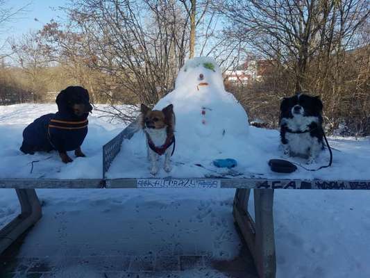 Dogorama Photo Challenge - Es wird nochmal kalt!-Beitrag-Bild