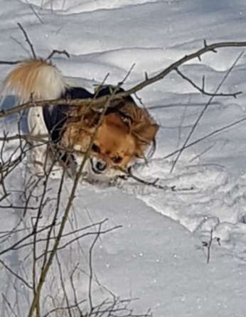 Dogorama Photo Challenge - Es wird nochmal kalt!-Beitrag-Bild