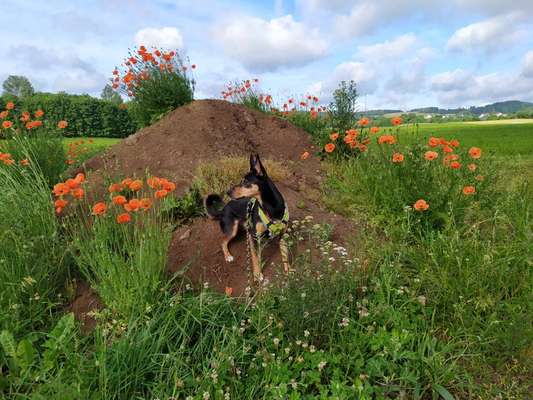 Fotochallenge Nr 107-Beitrag-Bild