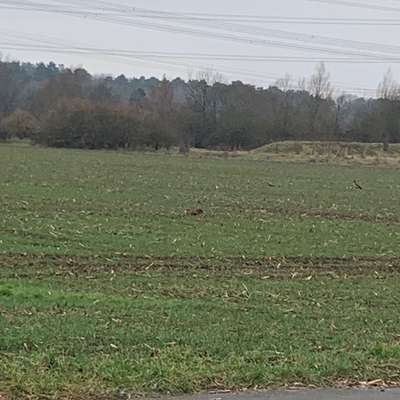 Giftköder-Toter Reh Kadaver auf dem Feld-Bild