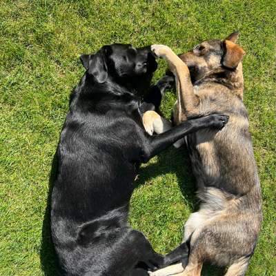Hundetreffen-Power Play-Bild