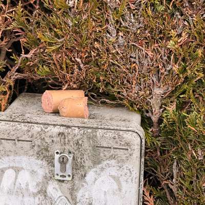 Giftköder-Hundewurst in Hecke möglicher Giftköder-Bild