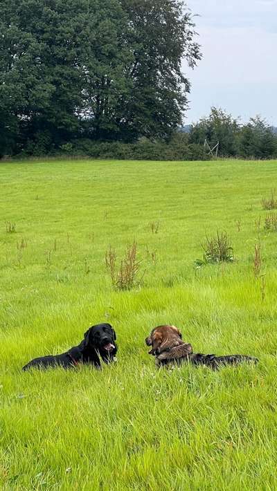 Hundetreffen-Hundetraining Testkunden gesucht-Bild