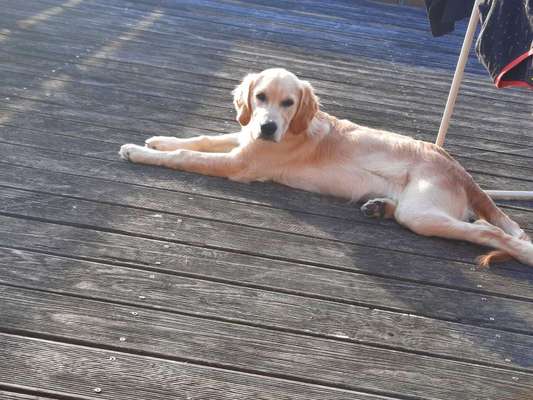 Wo sind die Golden Retriever Liebhaber?-Beitrag-Bild