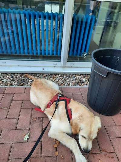 Wo sind die Golden Retriever Liebhaber?-Beitrag-Bild