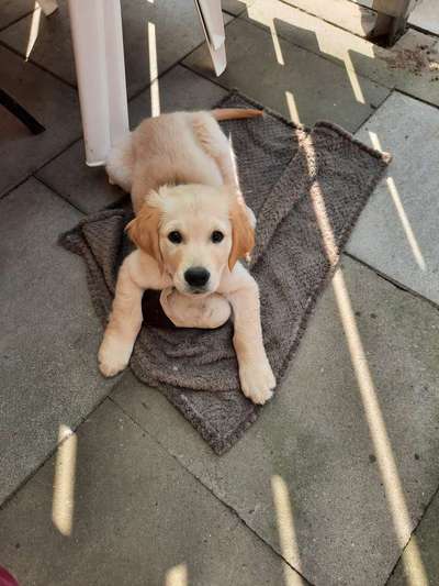 Wo sind die Golden Retriever Liebhaber?-Beitrag-Bild