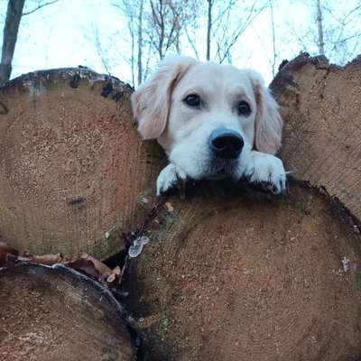 Wo sind die Golden Retriever Liebhaber?-Beitrag-Bild